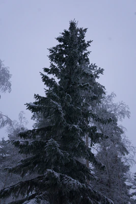 frosty trees 255 — Descargar