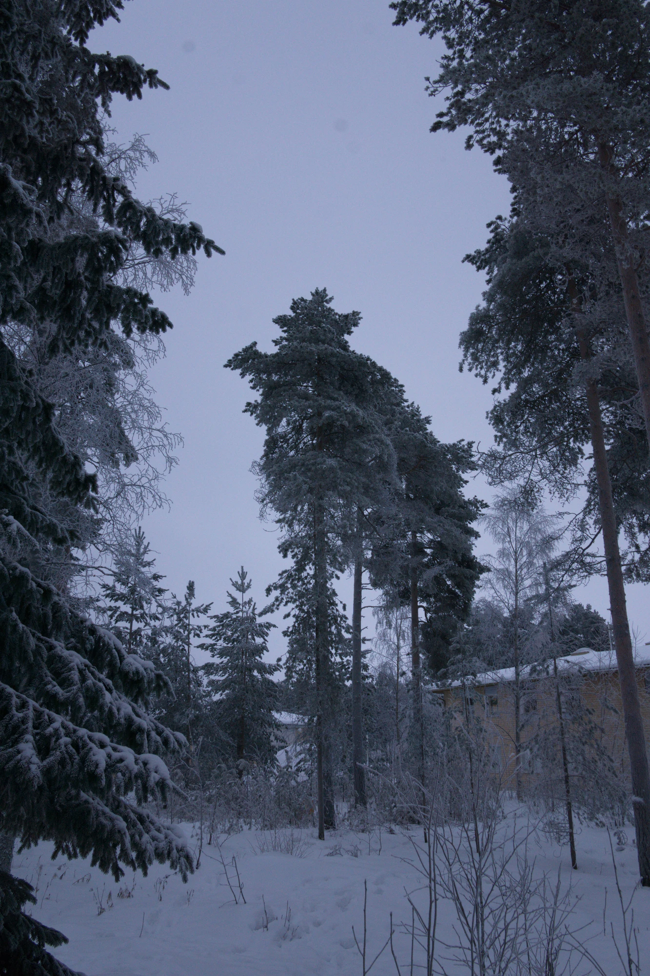 frosty trees 256 — Скачать