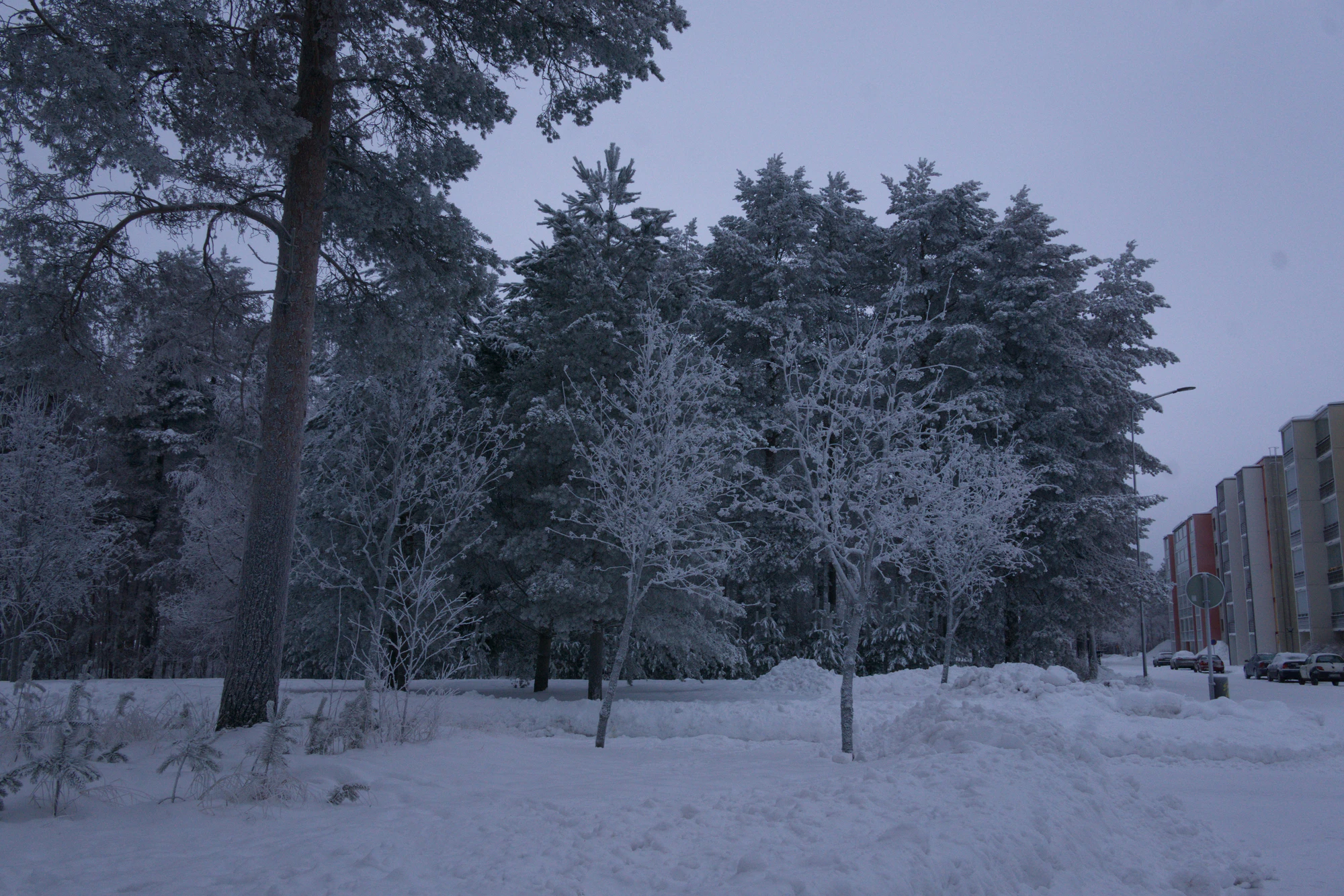 frosty trees 257 — Descargar