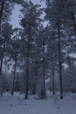 frosty trees 258 — Descargar