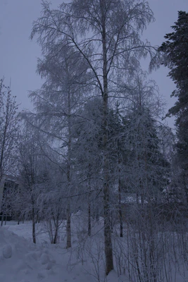 frosty trees 259 — Скачать