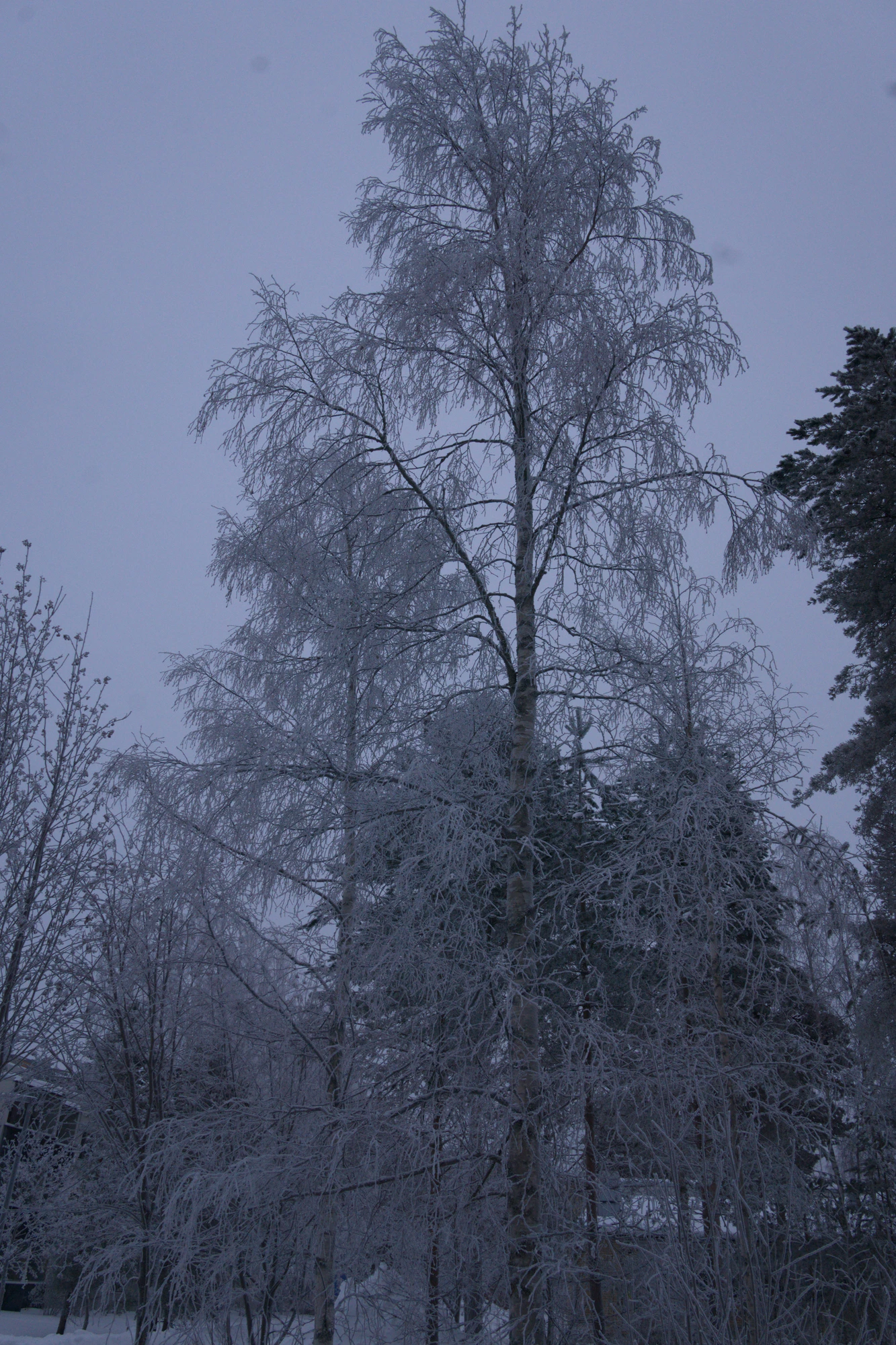 frosty trees 261 — Descargar