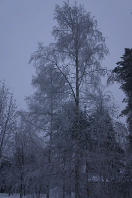 frosty trees 261 — Descargar