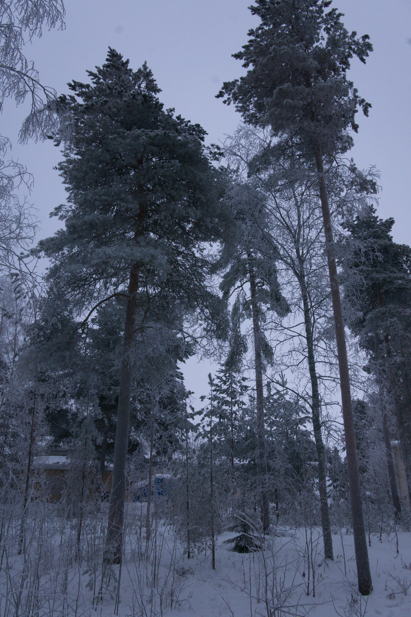 frosty trees 262 — Скачать