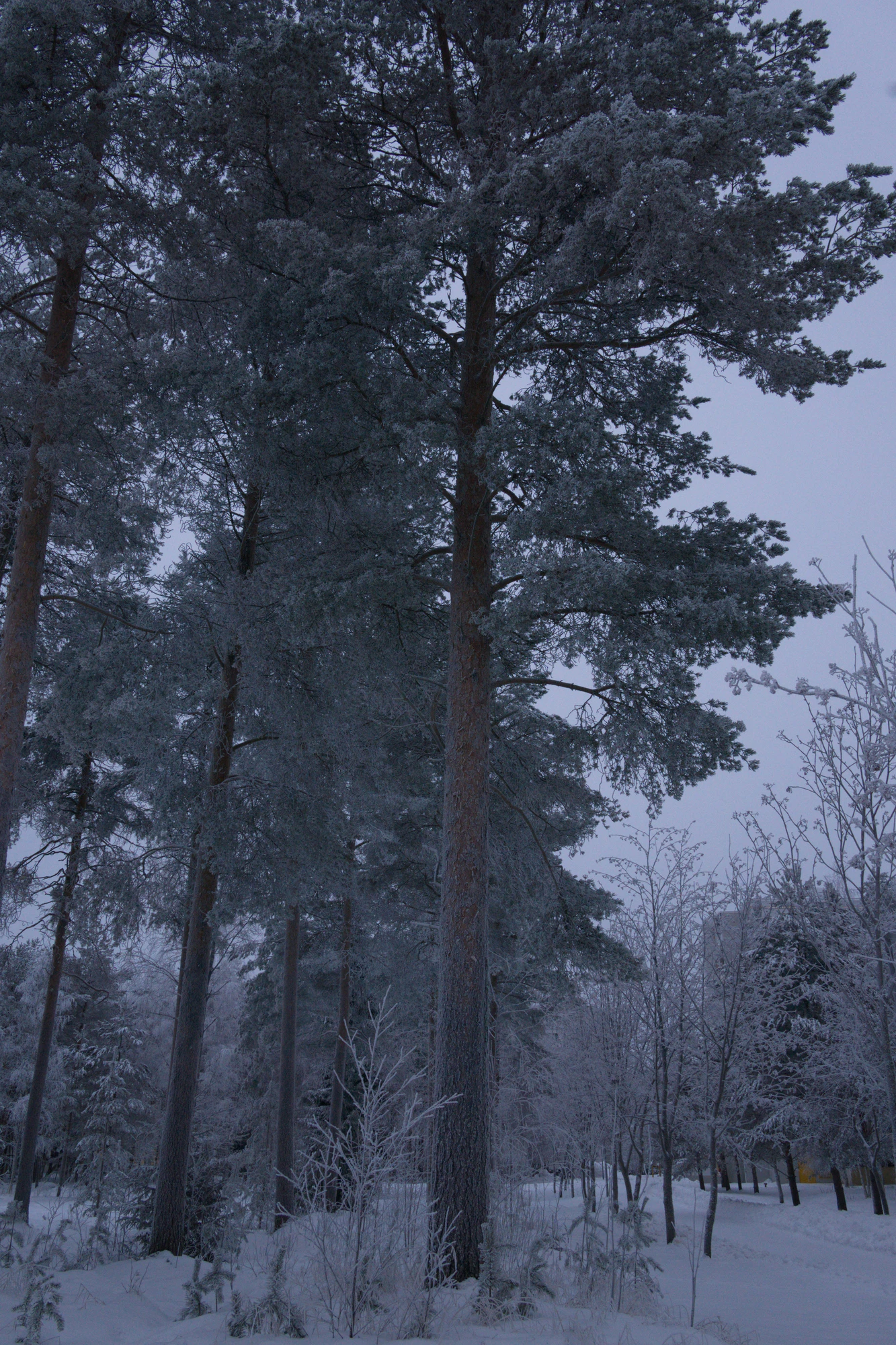 frosty trees 263 — Descargar