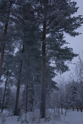 frosty trees 263 — Descargar