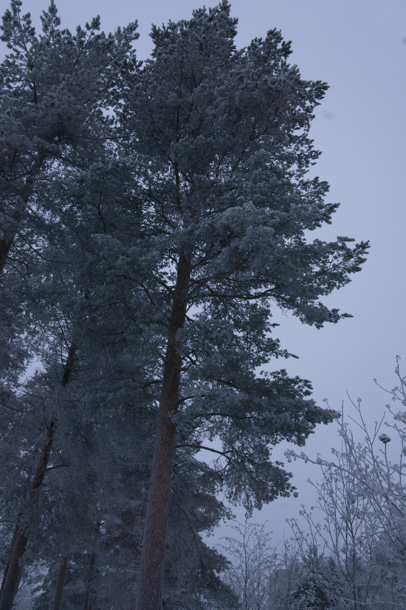 frosty trees 264 — Descargar