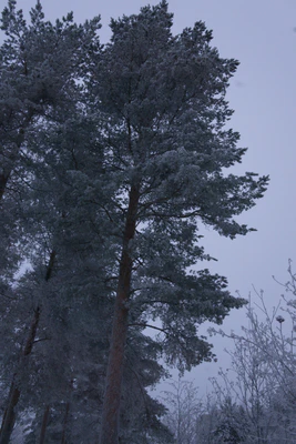 frosty trees 264 — Descargar