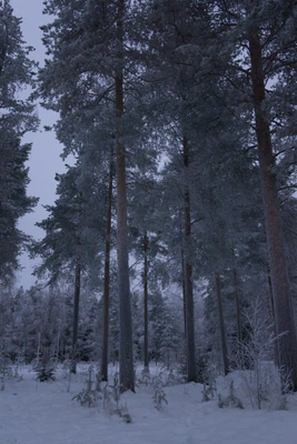 frosty trees 265 — Descargar
