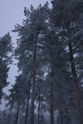frosty trees 266 — Скачать