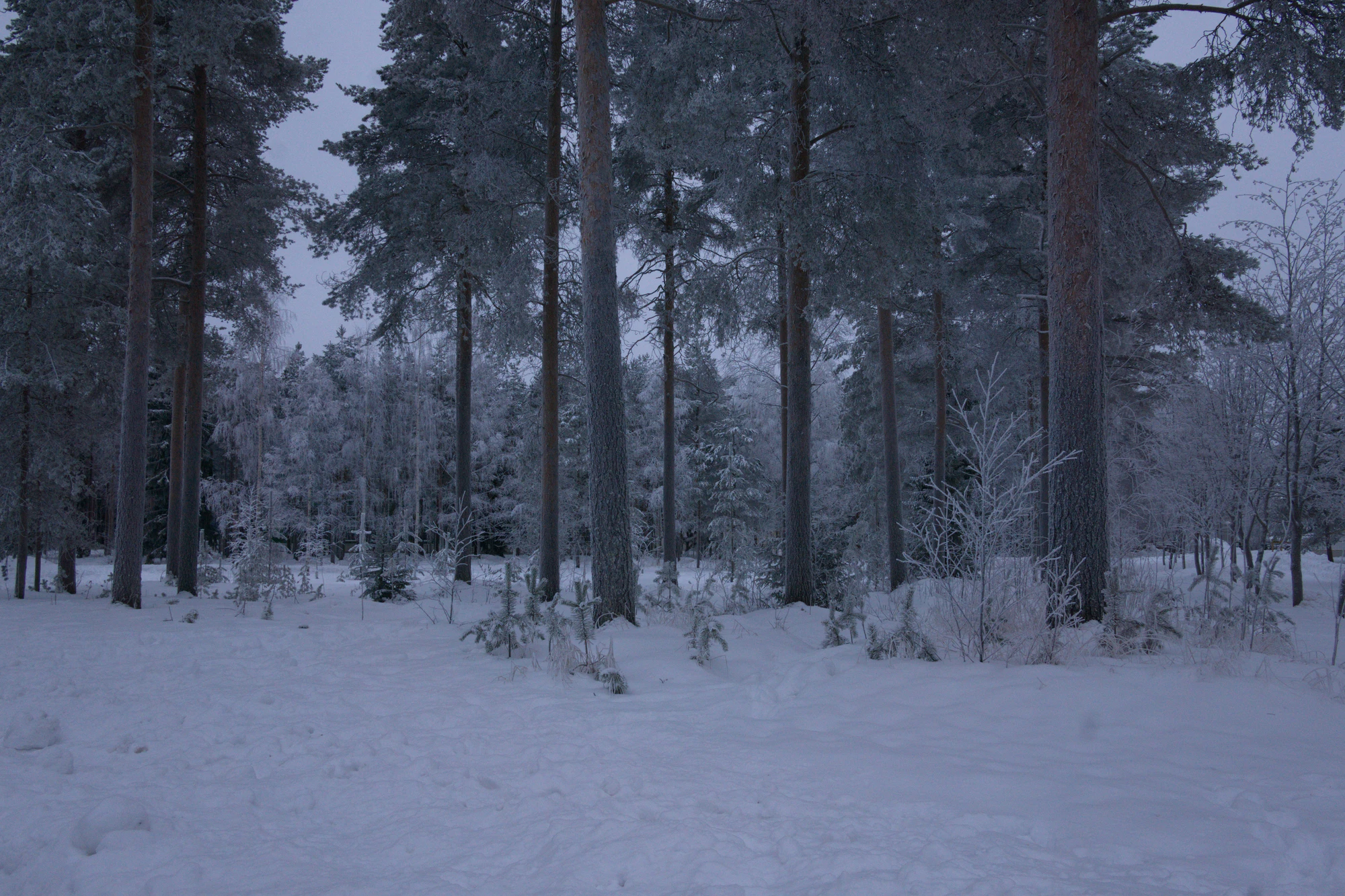 frosty trees 267 — Descargar