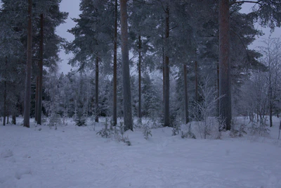 frosty trees 267 — Descargar