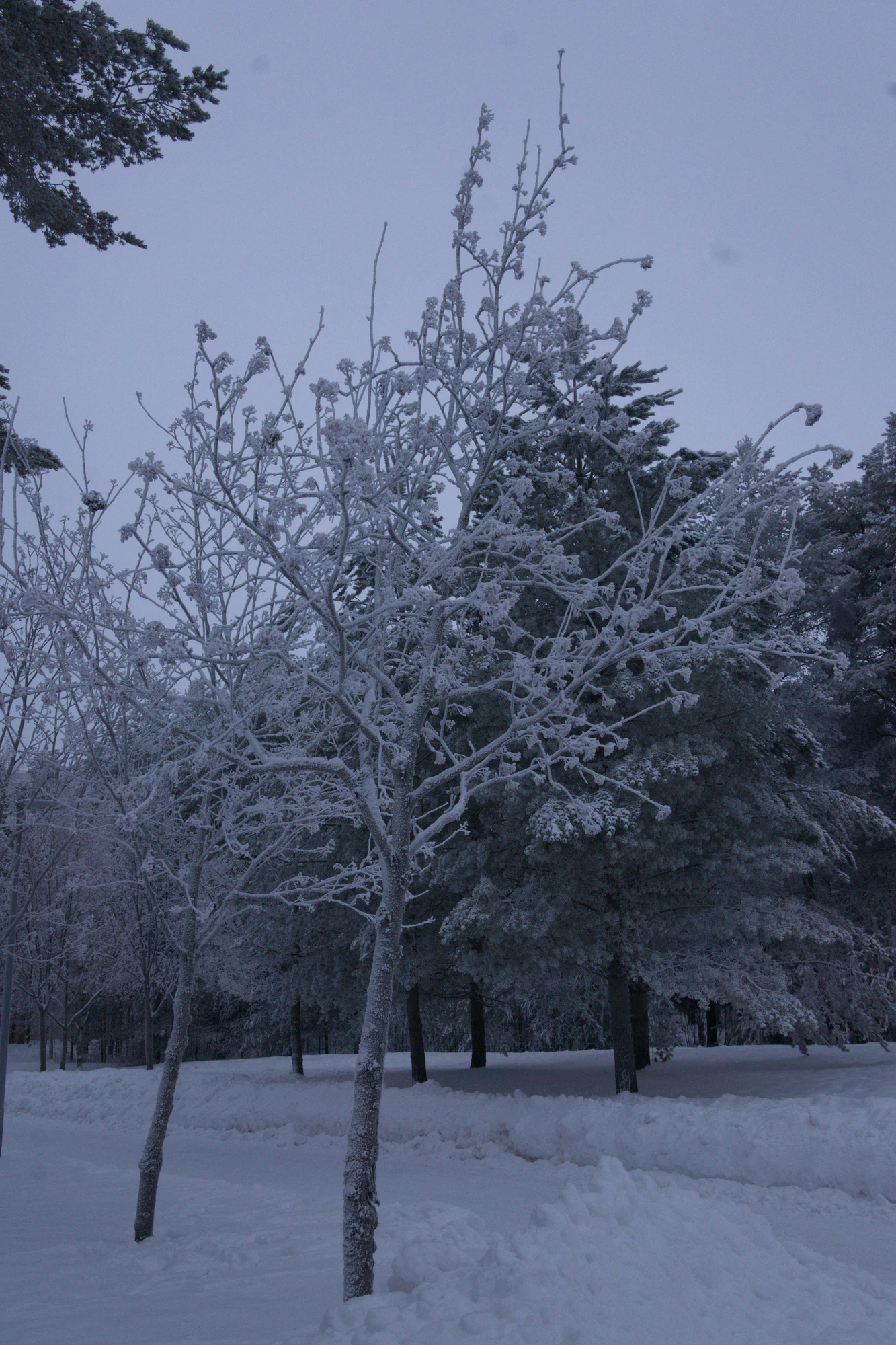 frosty trees 268 — Descargar