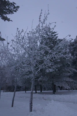 frosty trees 268 — Descargar