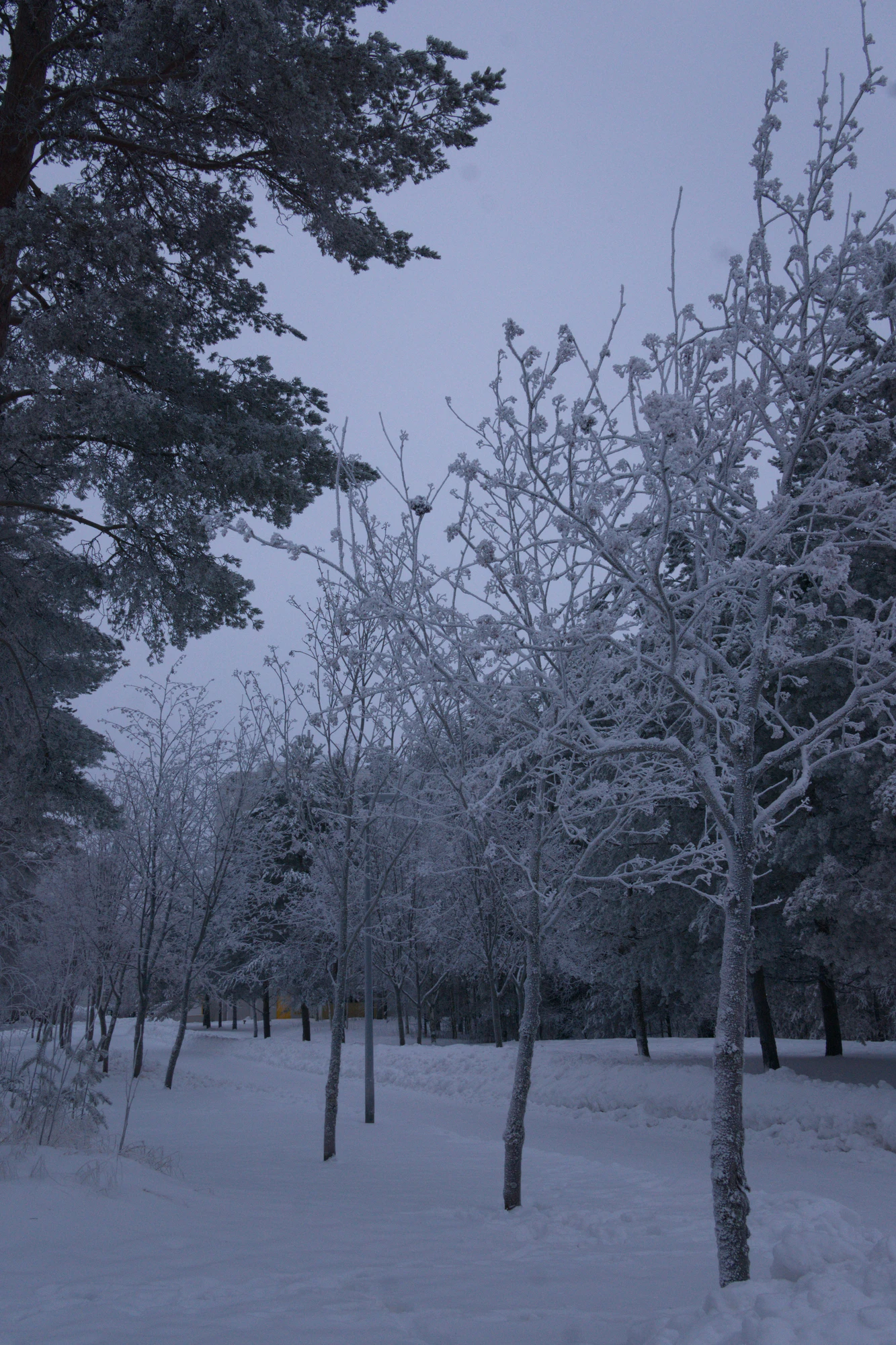 frosty trees 270 — Descargar