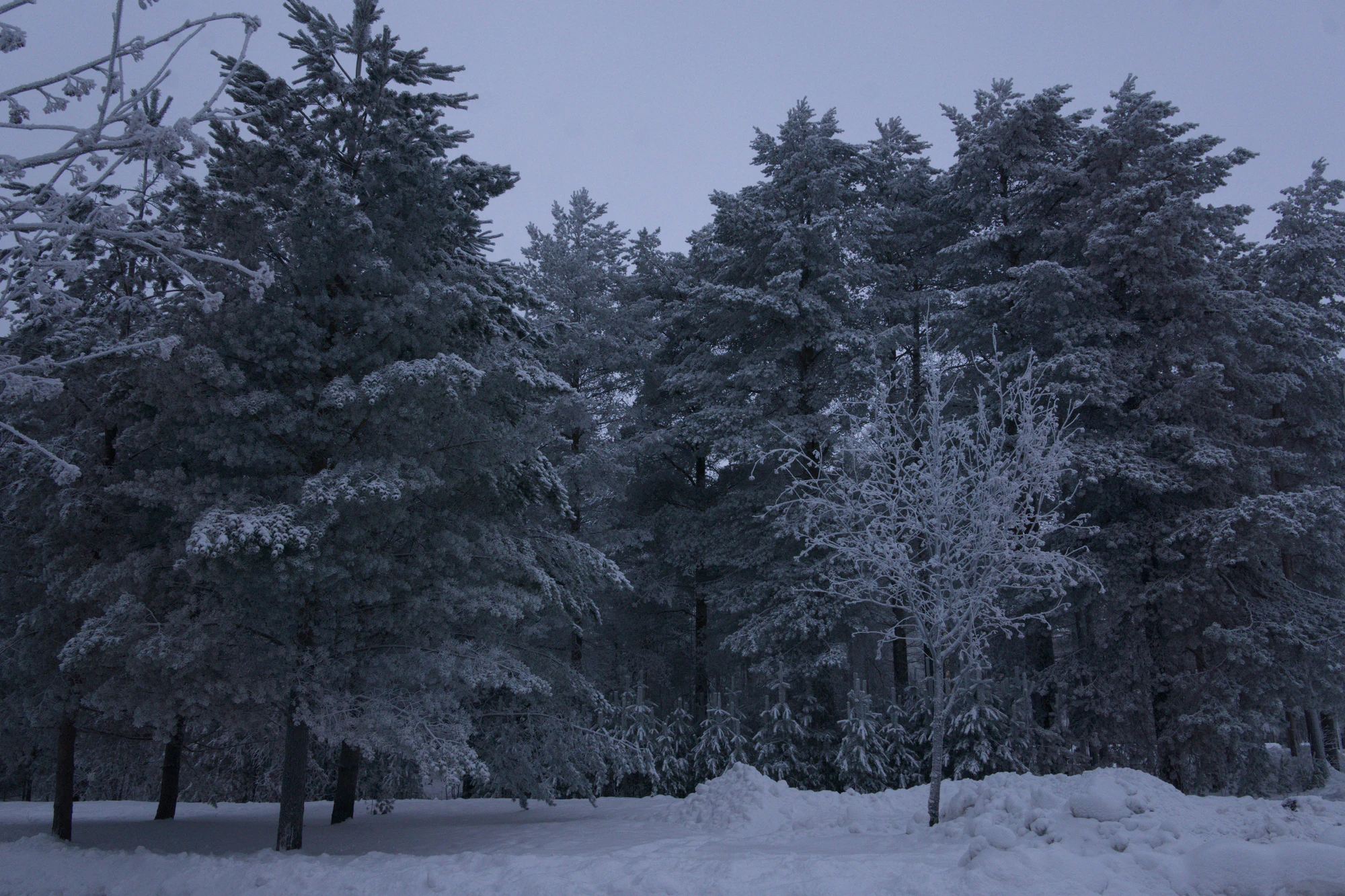 frosty trees 271 — Descargar