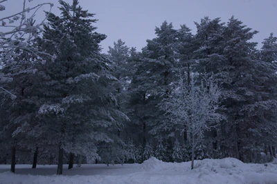frosty trees 271 — Descargar