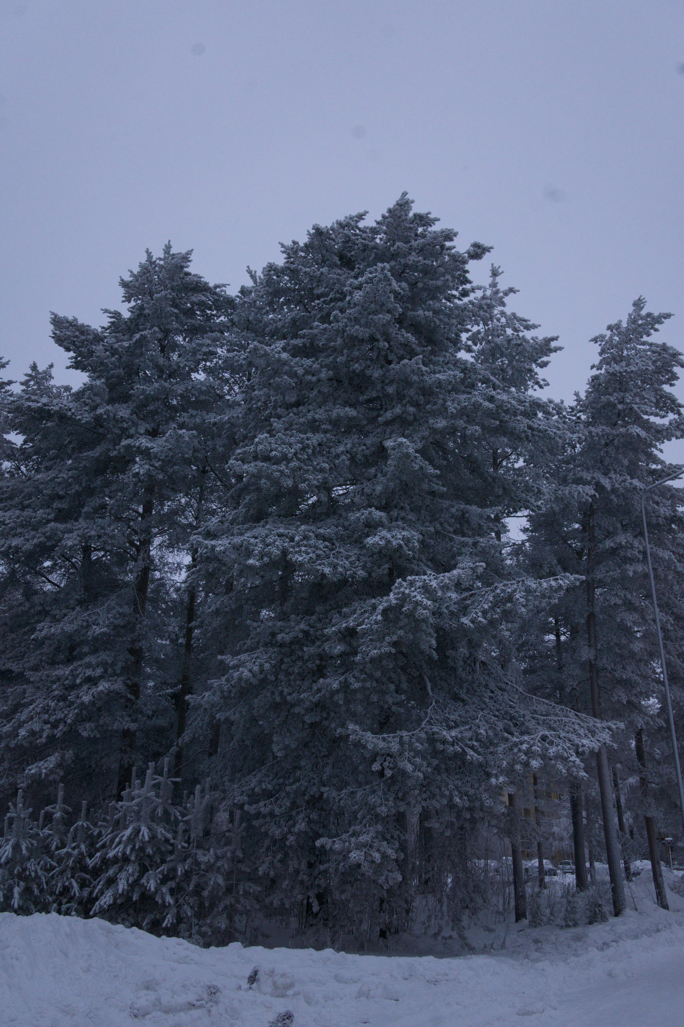 frosty trees 272 — Descargar