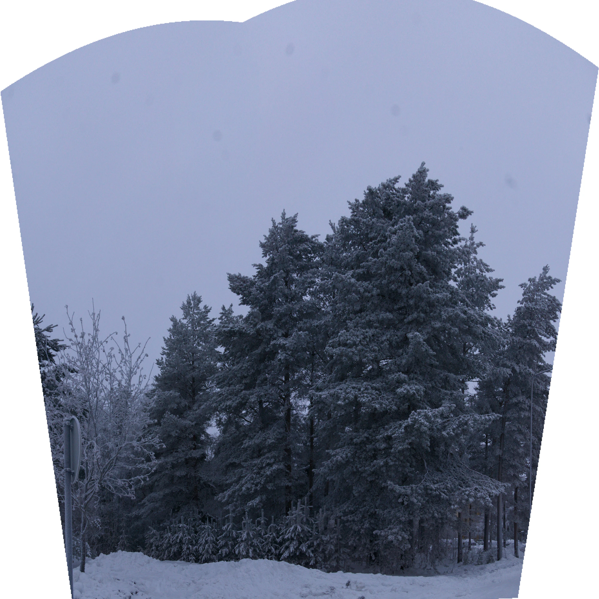 frosty trees 273 — Скачать