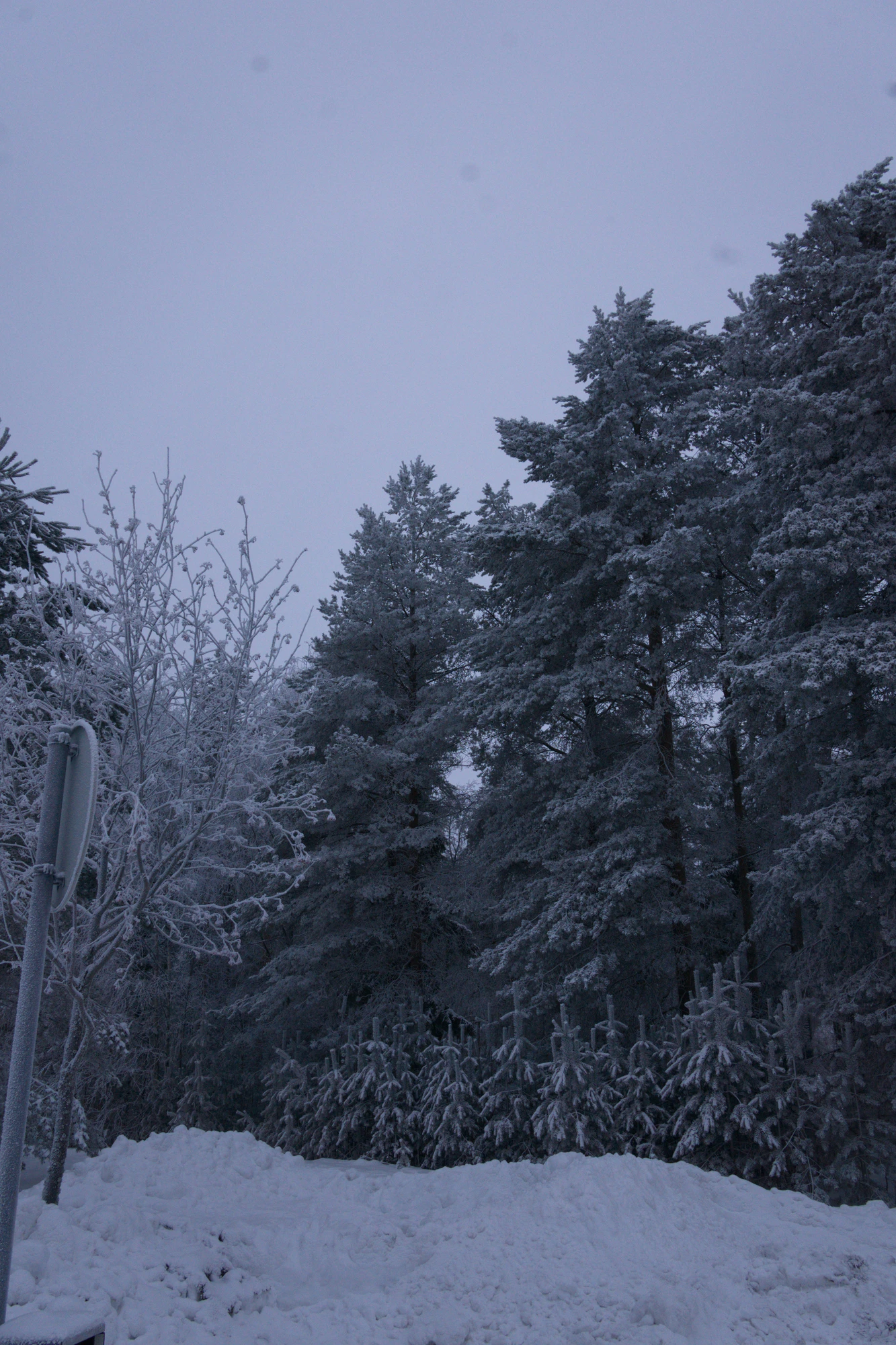 frosty trees 274 — Descargar