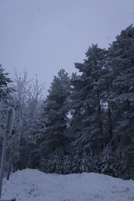frosty trees 274 — Descargar