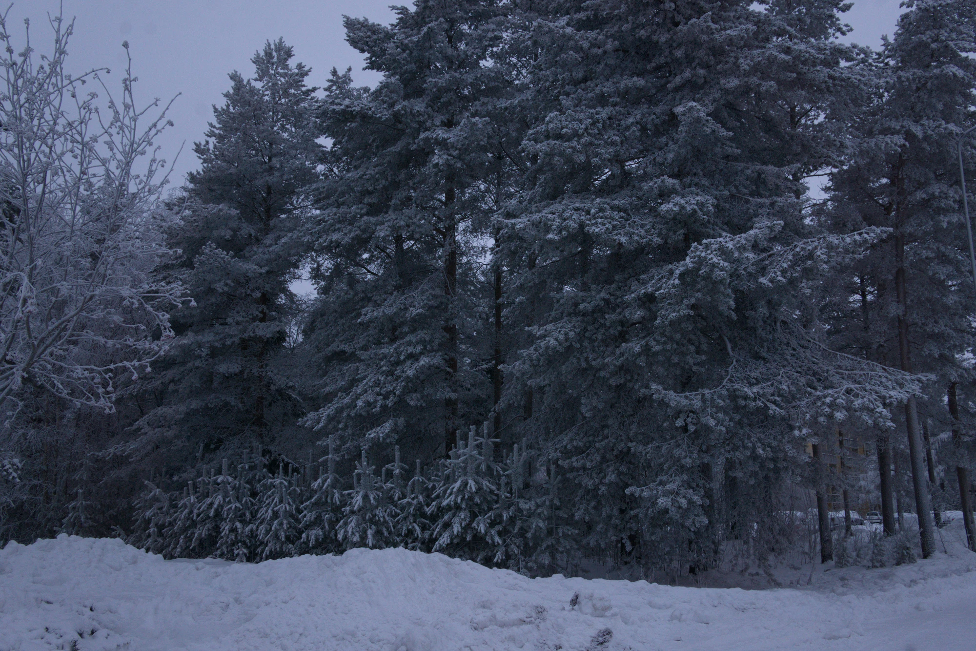 frosty trees 275 — Скачать
