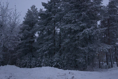 frosty trees 275 — Скачать