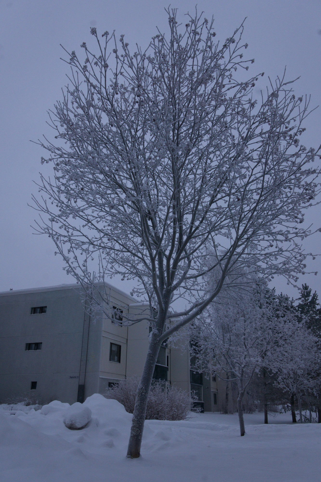 frosty trees 276 — Скачать