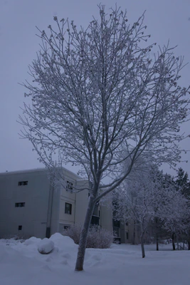 frosty trees 276 — Скачать
