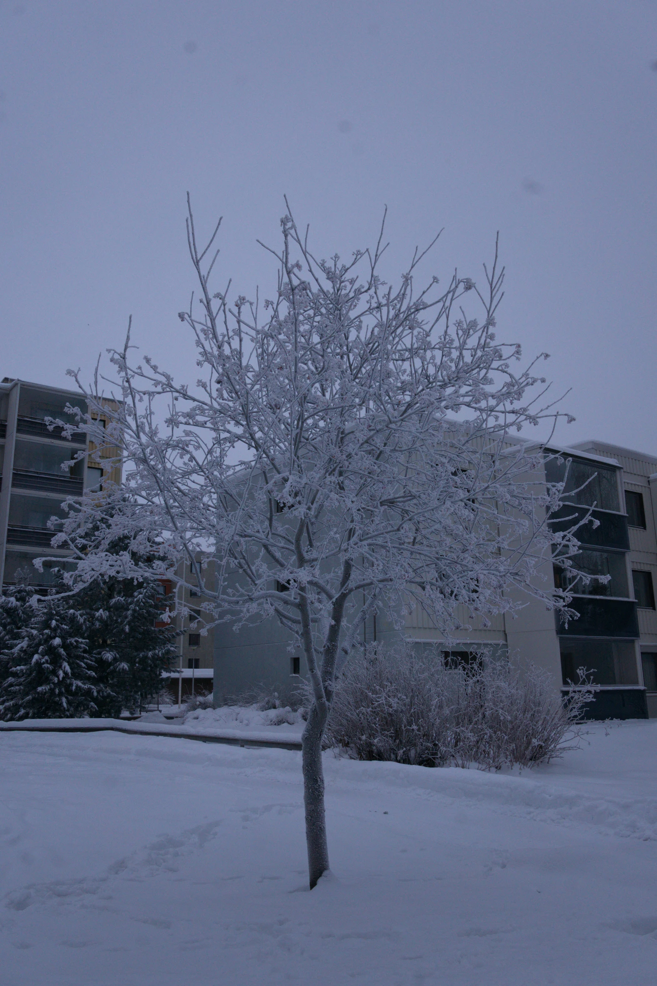 frosty trees 277 — Скачать