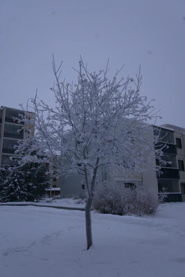 frosty trees 277 — Скачать