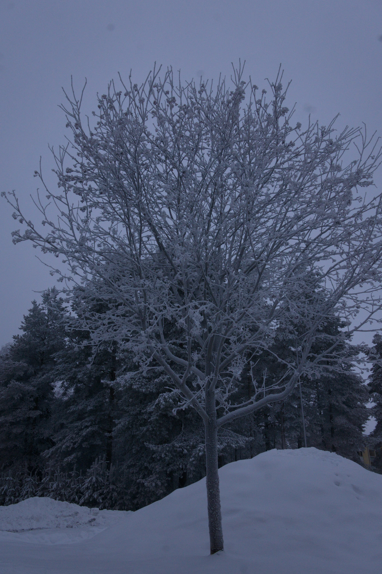 frosty trees 278 — Descargar