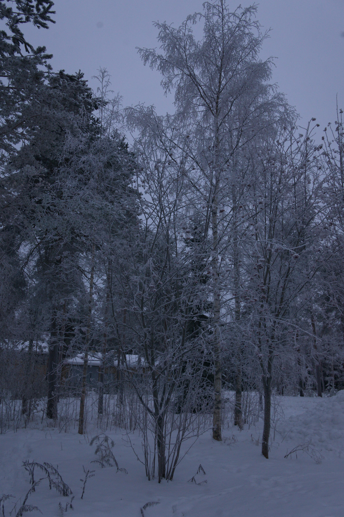 frosty trees 279 — Скачать