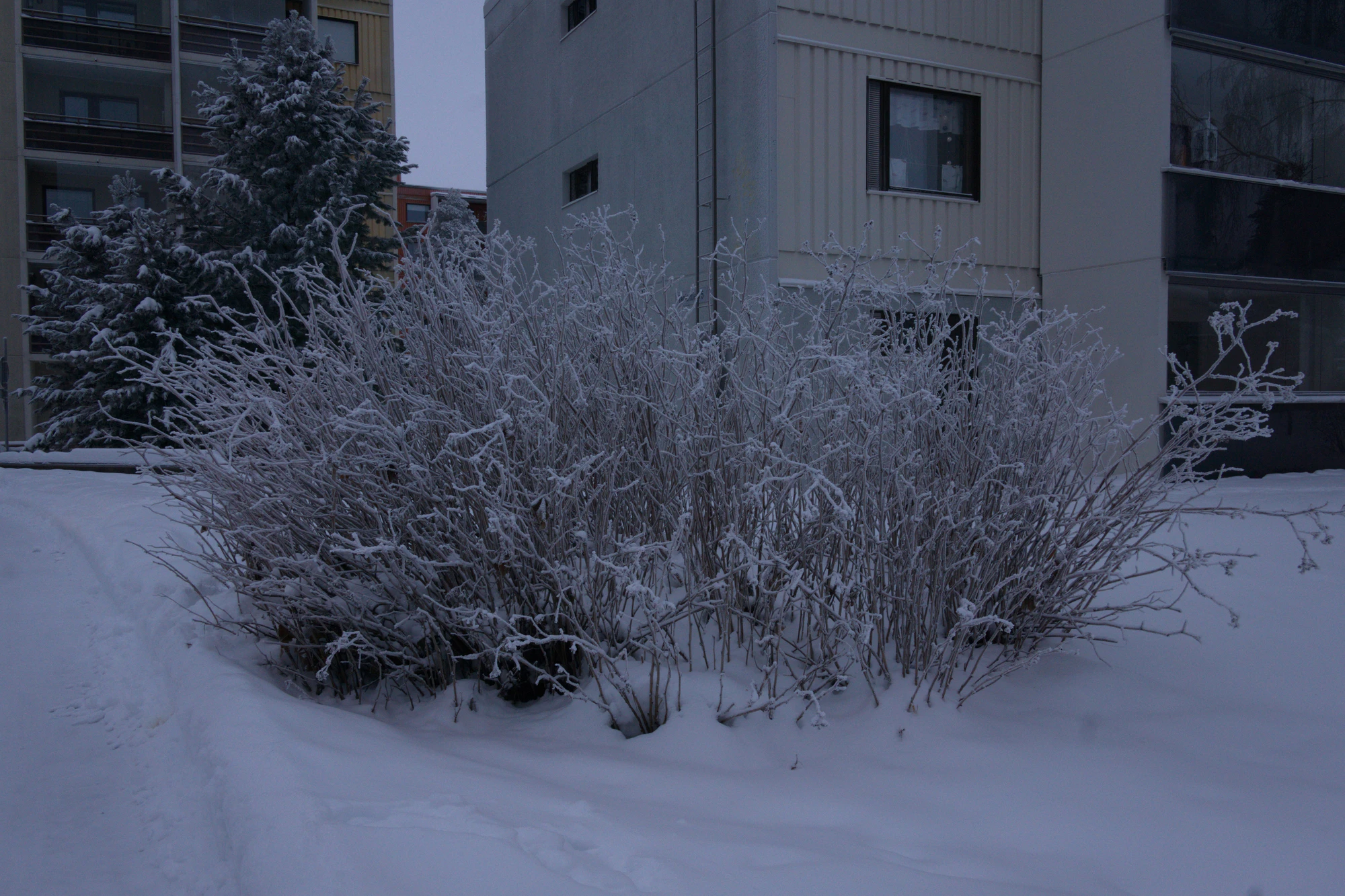 frosty trees 280 — Descargar