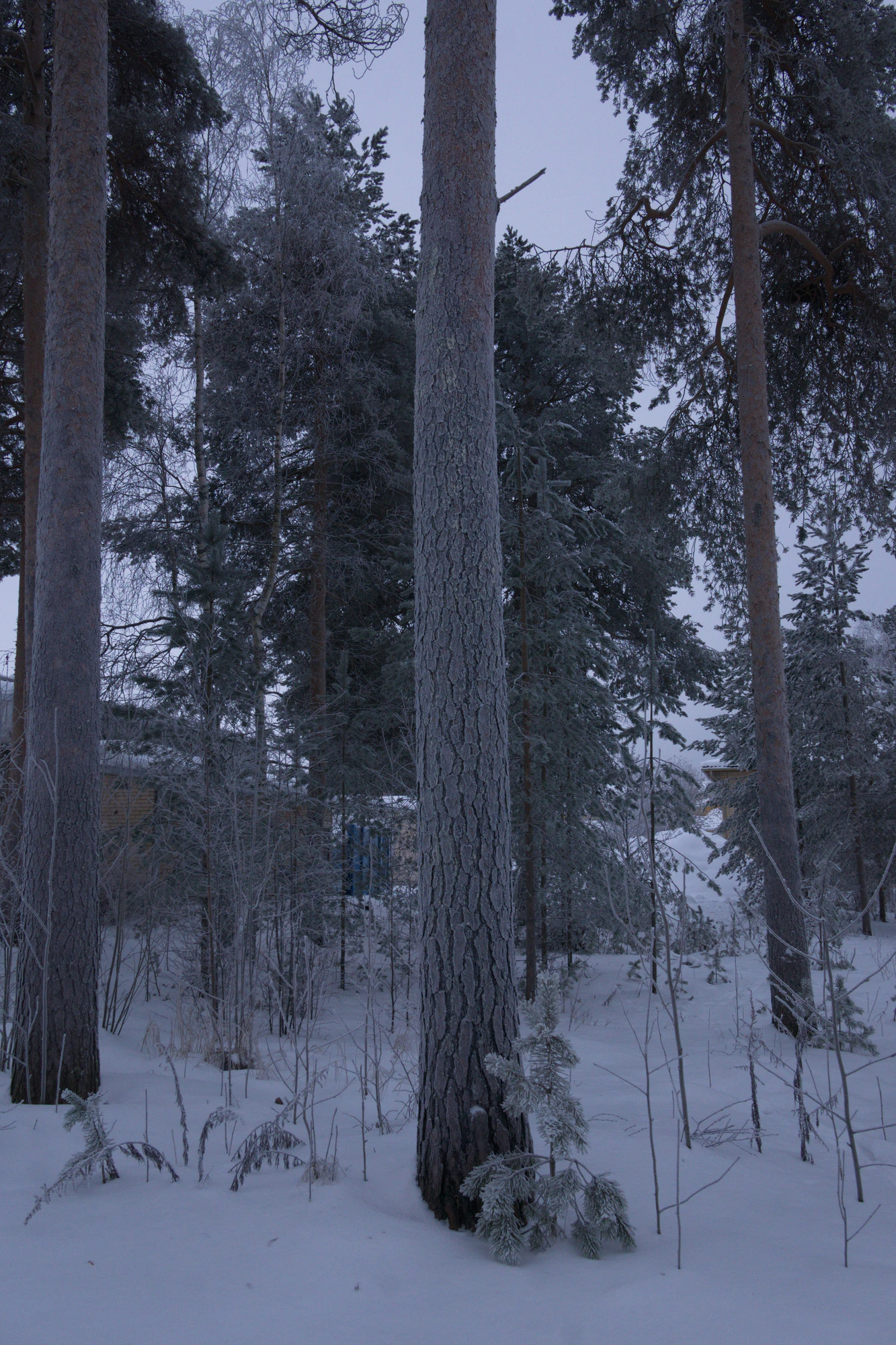 frosty trees 281 — Descargar