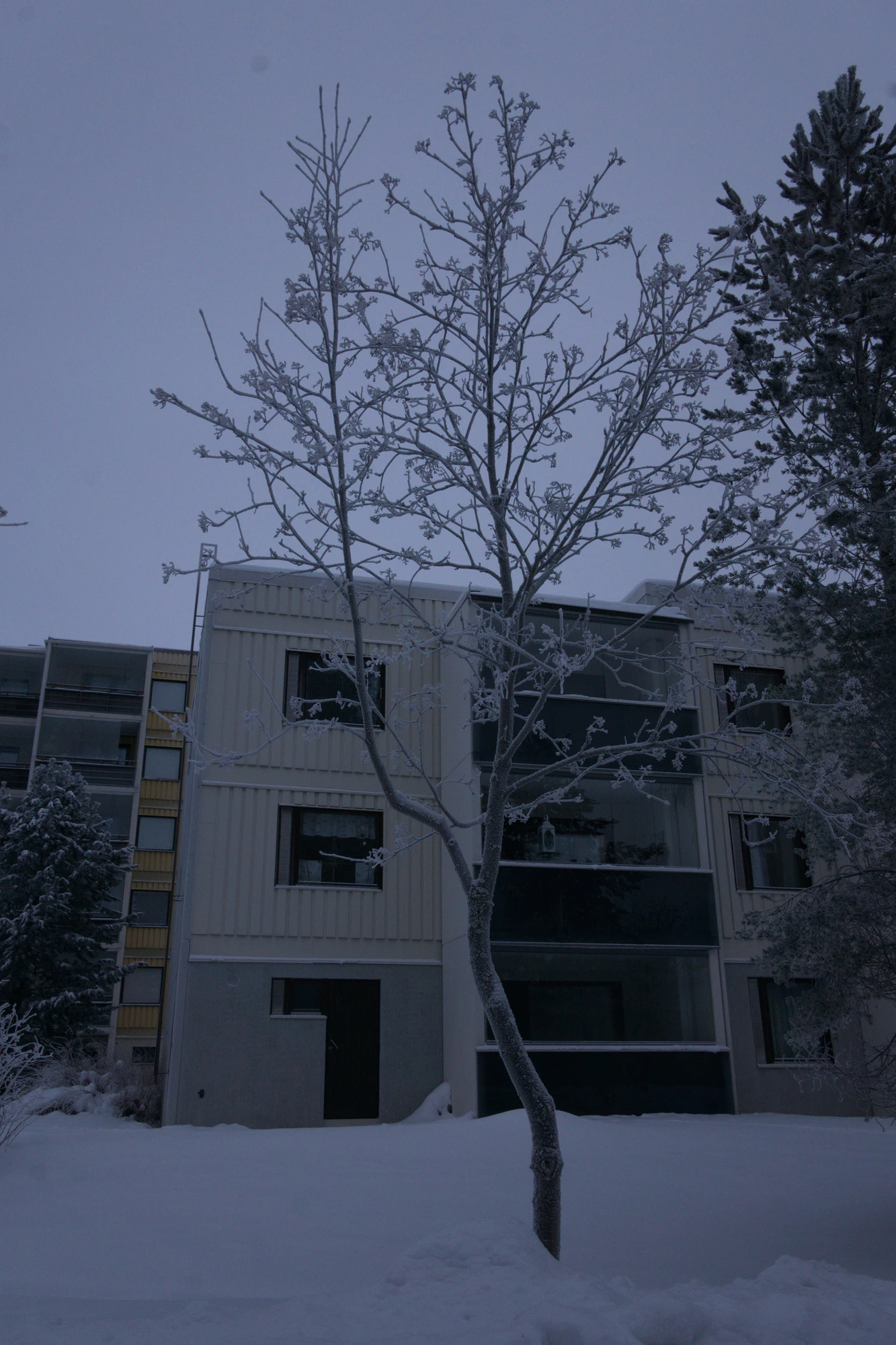 frosty trees 282 — Скачать