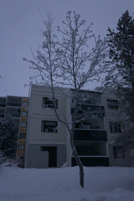 frosty trees 282 — Скачать