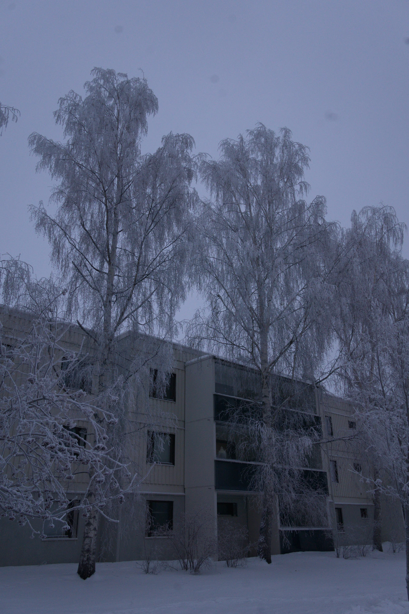 frosty trees 283 — Descargar