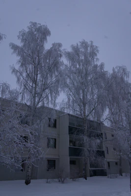frosty trees 283 — Descargar