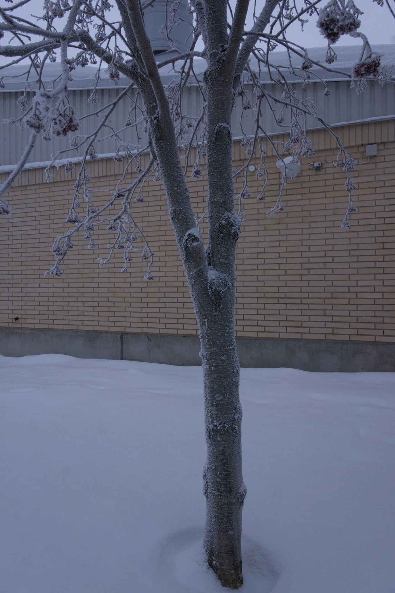 frosty trees 284 — Descargar