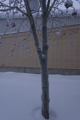 frosty trees 284 — Descargar