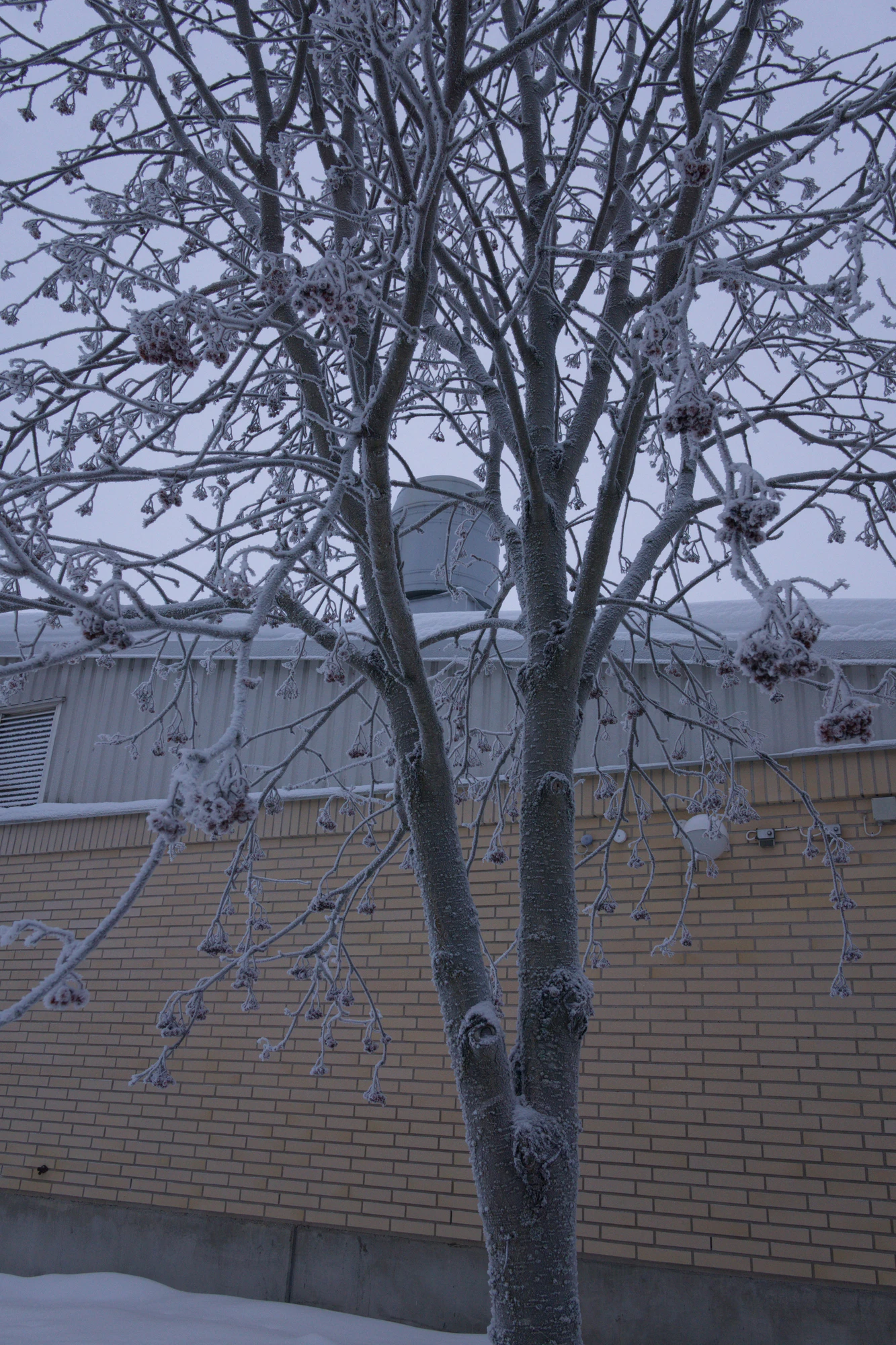frosty trees 285 — Descargar