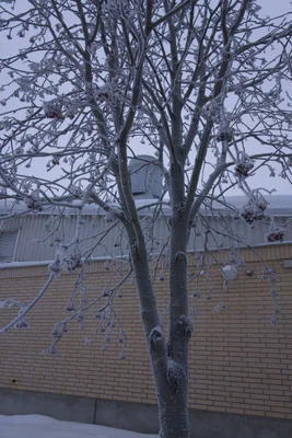 frosty trees 285 — Descargar