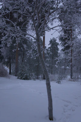 frosty trees 286 — Скачать