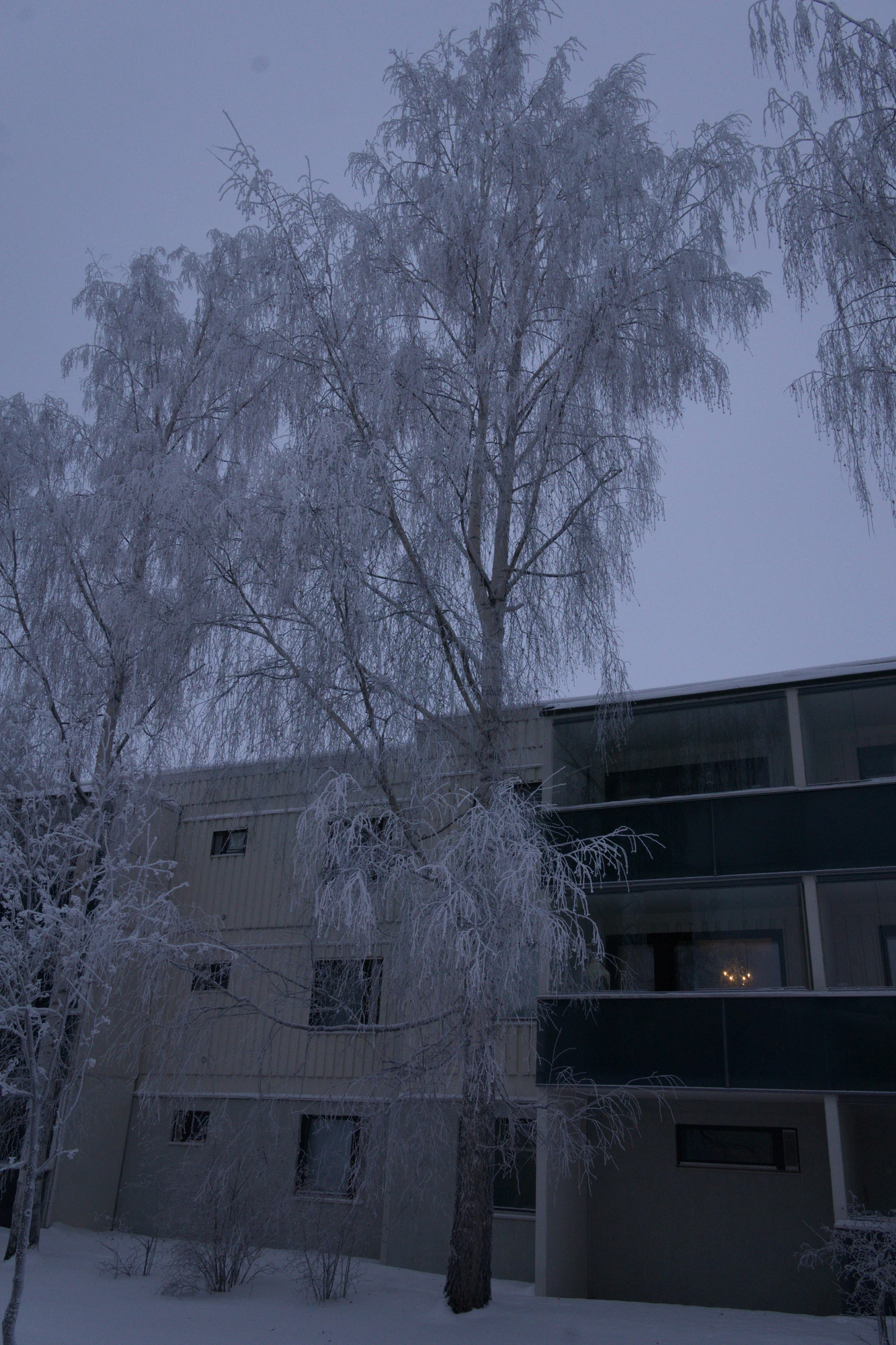 frosty trees 287 — Descargar