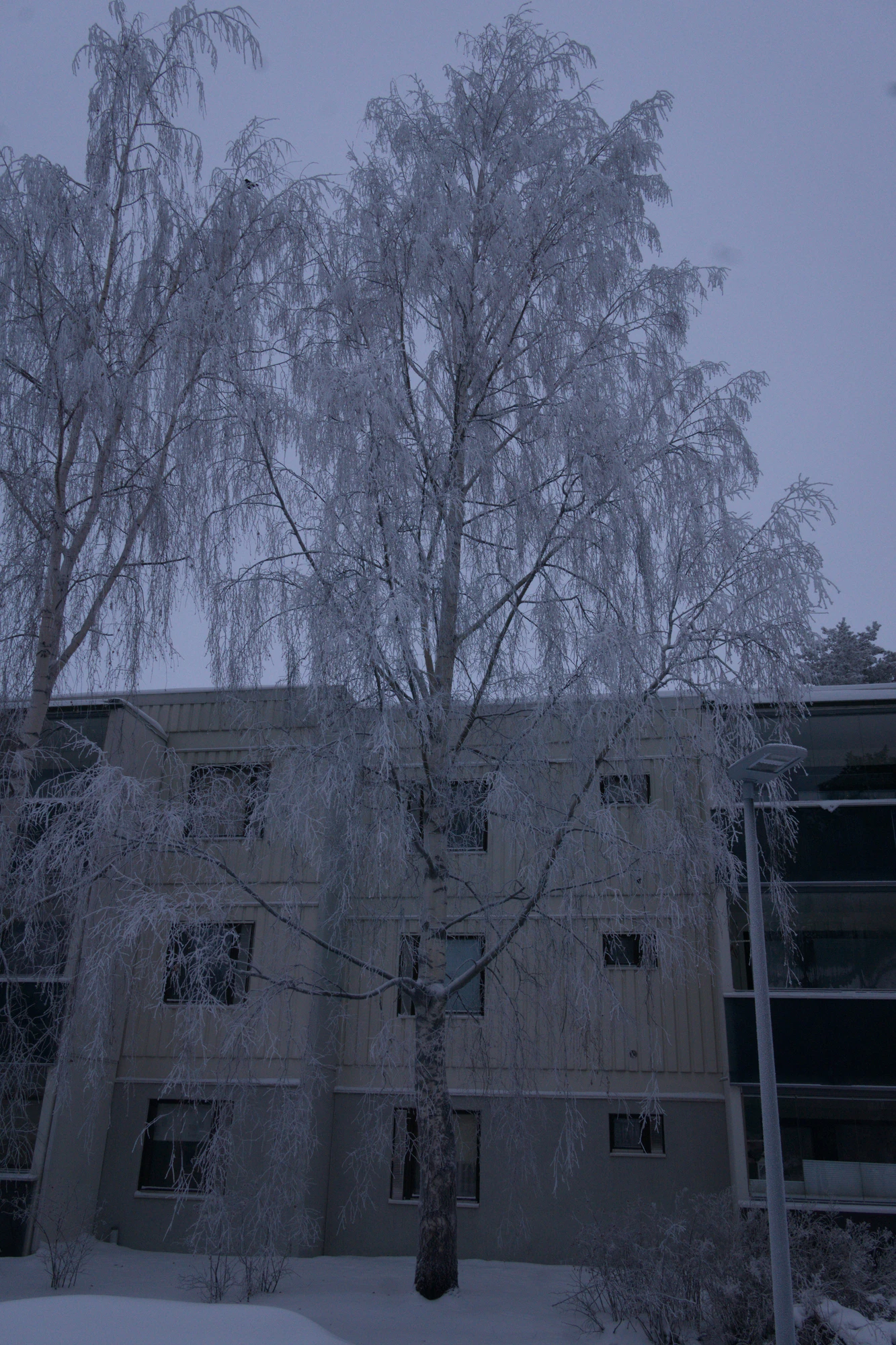 frosty trees 288 — Скачать