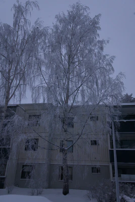 frosty trees 288 — Скачать