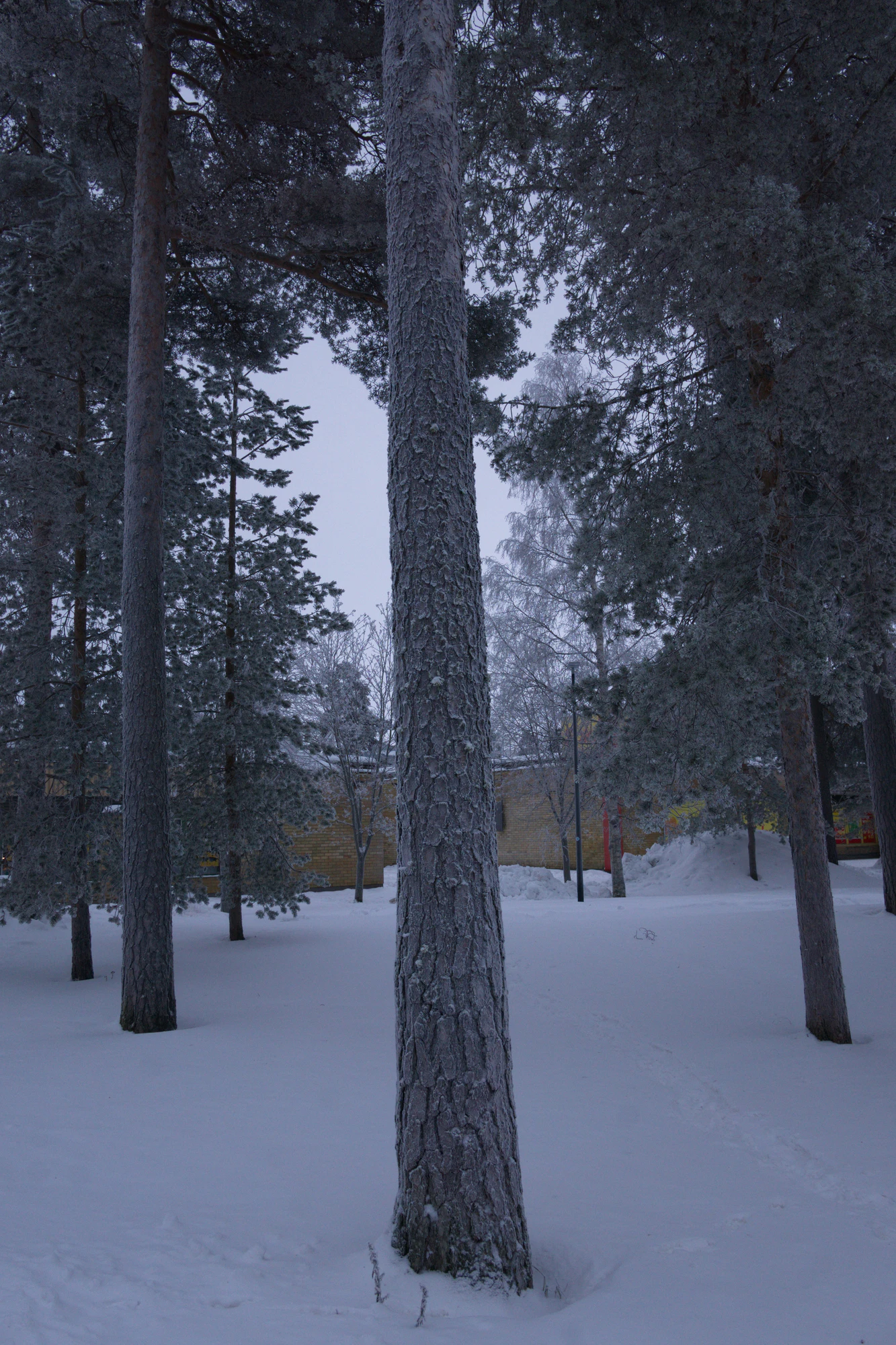 frosty trees 289 — Скачать