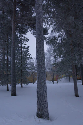 frosty trees 289 — Скачать
