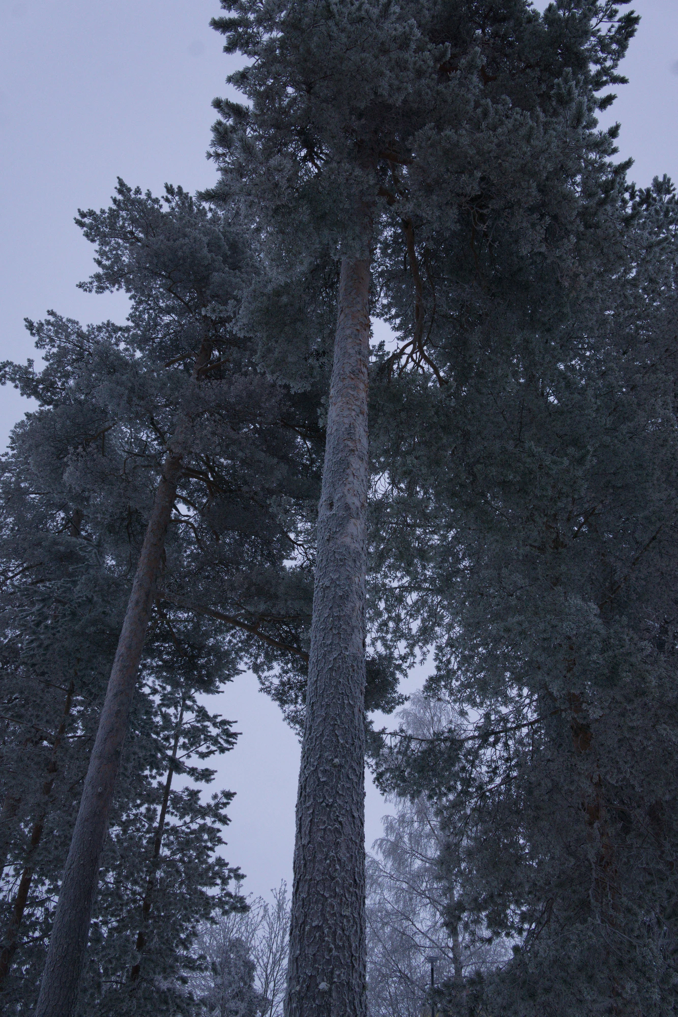 frosty trees 290 — Descargar